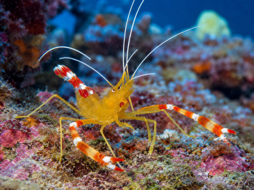 Stenopus cyanoscelis Blaubein-Scherengarnele